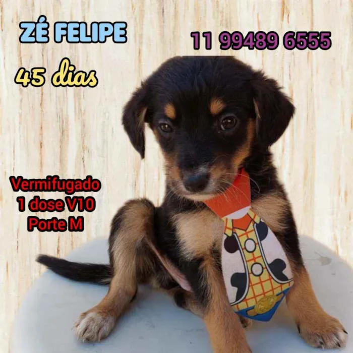 Cachorro raça Srd idade Abaixo de 2 meses nome Ze Felipe 