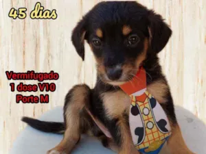 Cachorro raça Srd idade Abaixo de 2 meses nome Ze Felipe 