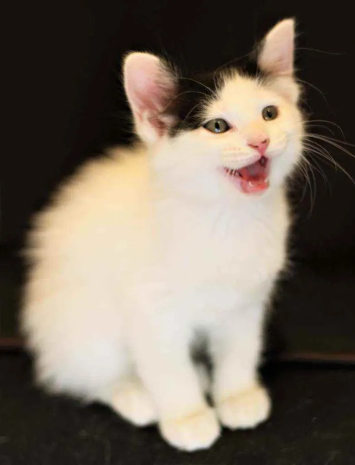 Gato ra a Srd idade 2 a 6 meses nome Atenas