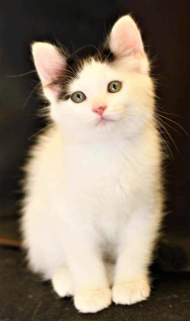 Gato ra a Srd idade 2 a 6 meses nome Atenas