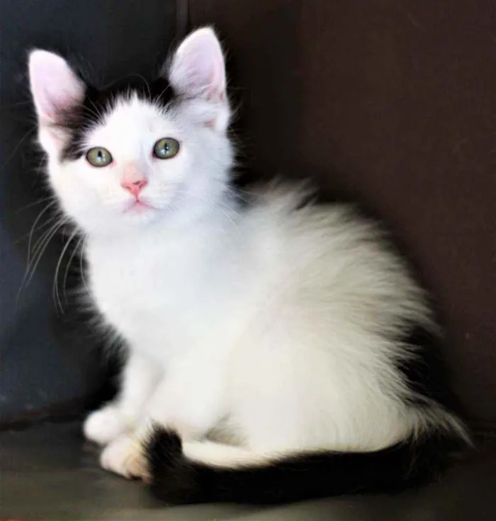 Gato ra a Srd idade 2 a 6 meses nome Atenas