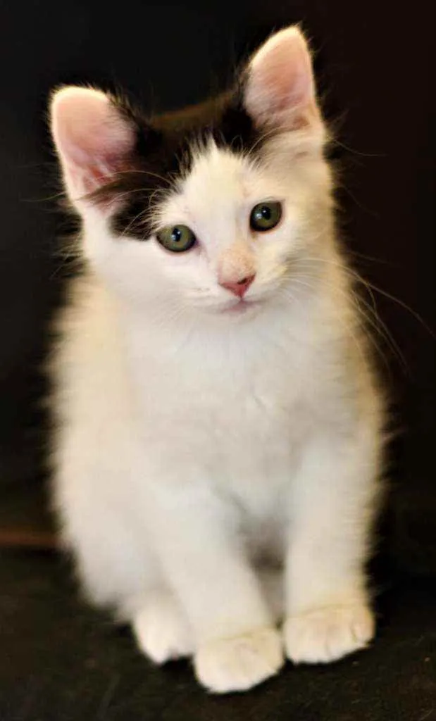 Gato ra a Srd idade 2 a 6 meses nome Atenas