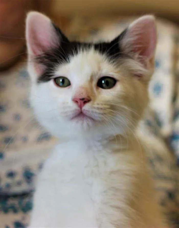 Gato ra a Srd idade 2 a 6 meses nome Atenas