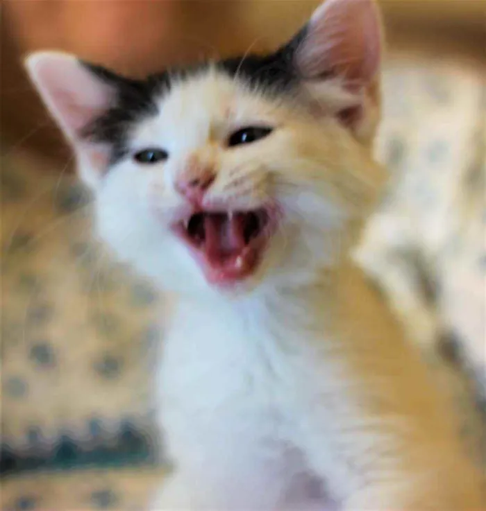 Gato ra a Srd idade 2 a 6 meses nome Atenas