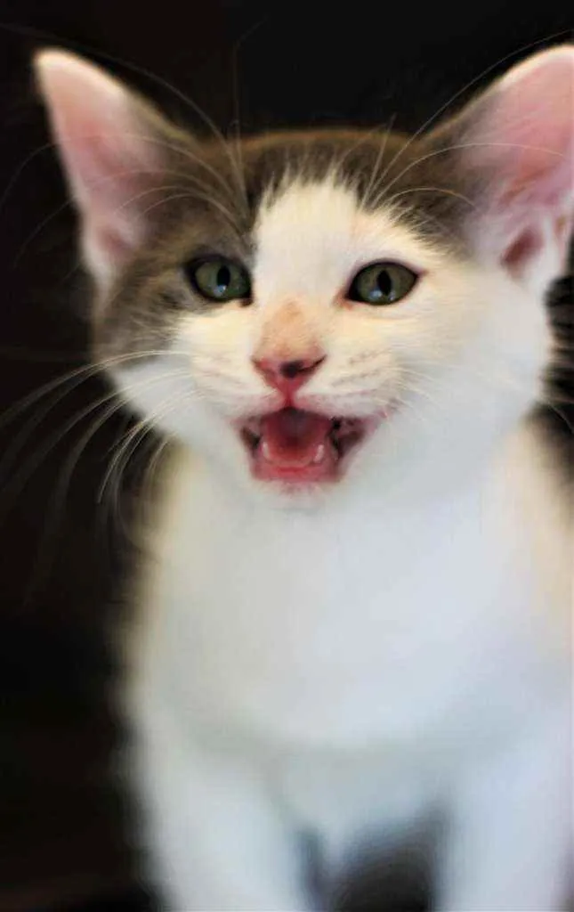 Gato raça Srd idade 2 a 6 meses nome Artemis