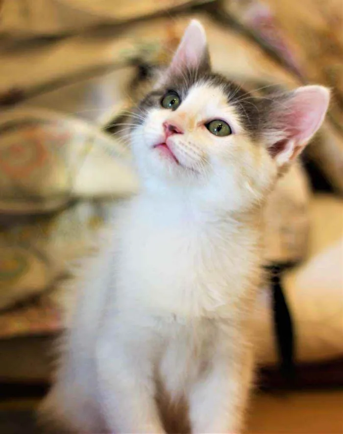 Gato raça Srd idade 2 a 6 meses nome Artemis