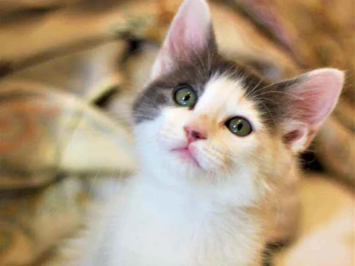 Gato raça Srd idade 2 a 6 meses nome Artemis