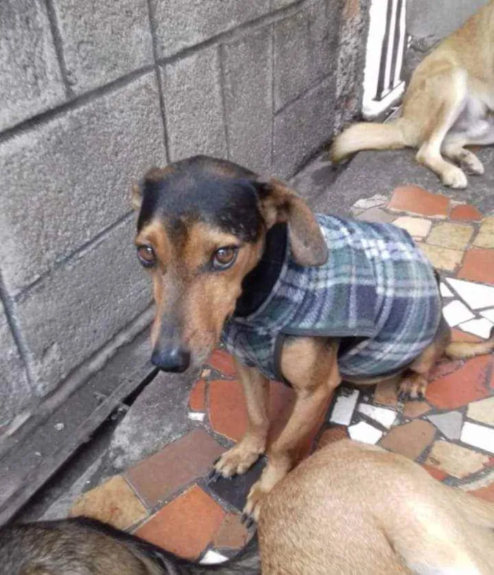 Cachorro raça Mix basset idade 1 ano nome Basset