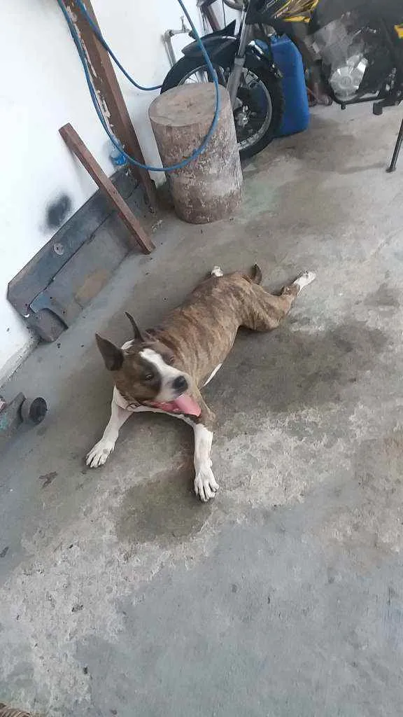 Cachorro raça pitbull idade 2 a 6 meses nome sem nome