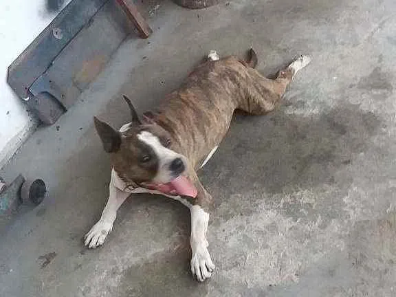 Cachorro raça pitbull idade 2 a 6 meses nome sem nome