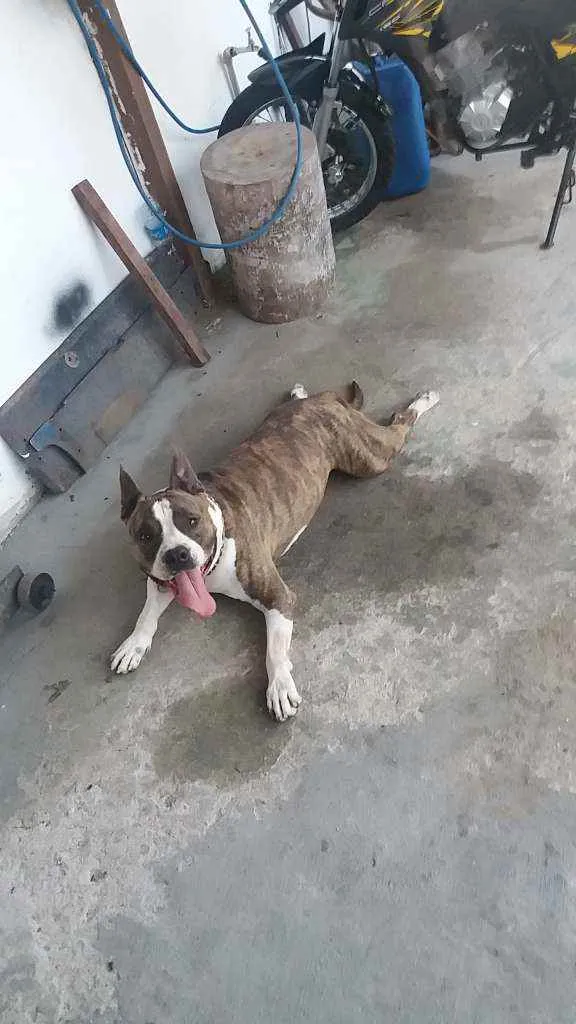 Cachorro raça pitbull idade 2 a 6 meses nome sem nome