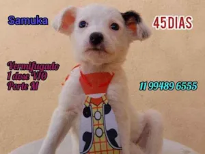 Cachorro raça Srd idade Abaixo de 2 meses nome Samuka