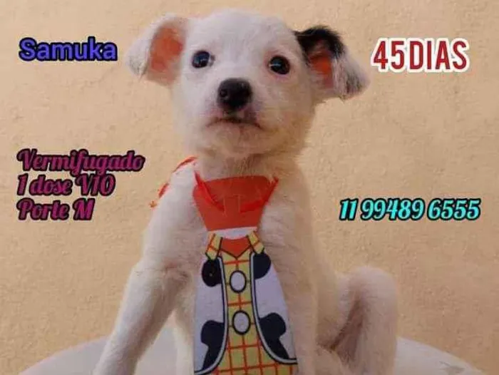 Cachorro raça Srd idade Abaixo de 2 meses nome Samuka