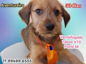 Cachorro raça Srd idade Abaixo de 2 meses nome Aventureiro