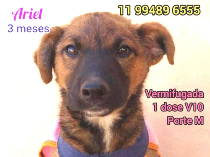 Cachorro raça Srd idade Abaixo de 2 meses nome Ariel