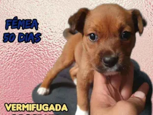 Cachorro raça Srd idade Abaixo de 2 meses nome Guille
