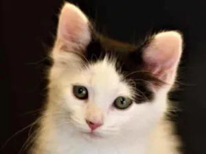 Gato raça Srd idade 2 a 6 meses nome Atenas