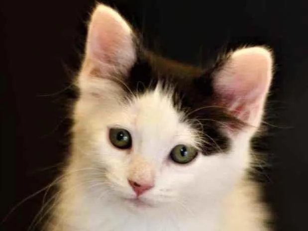 Gato ra a Srd idade 2 a 6 meses nome Atenas