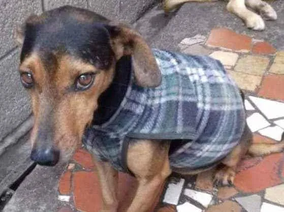 Cachorro raça Mix basset idade 1 ano nome Basset