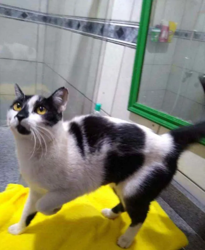 Gato ra a S.R.D. idade  nome Lilica