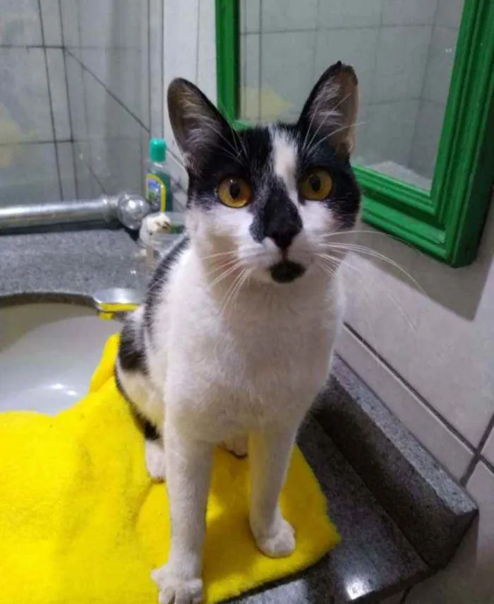 Gato ra a S.R.D. idade  nome Lilica
