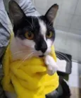 Lilica