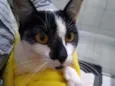 Lilica
