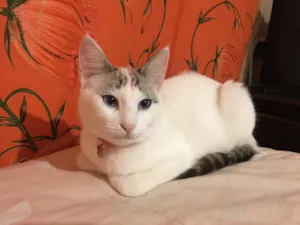Gato raça SRD-ViraLata idade 1 ano nome Susy GRATIFICA