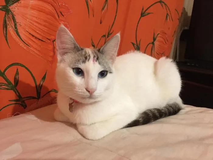 Gato ra a SRD-ViraLata idade 1 ano nome Susy GRATIFICA