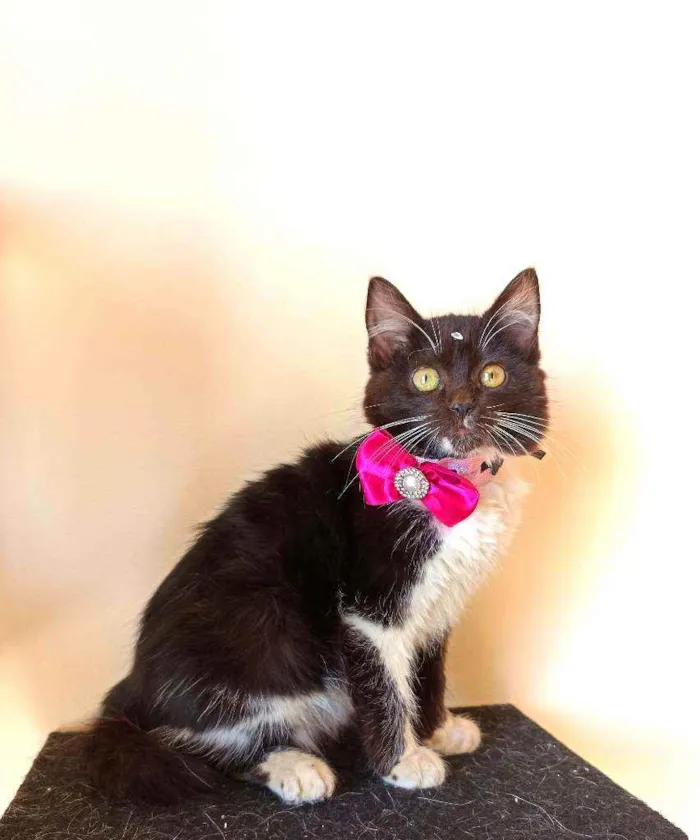 Gato ra a Srd idade 2 a 6 meses nome Frajola