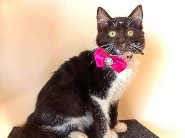 Gato ra a Srd idade 2 a 6 meses nome Frajola