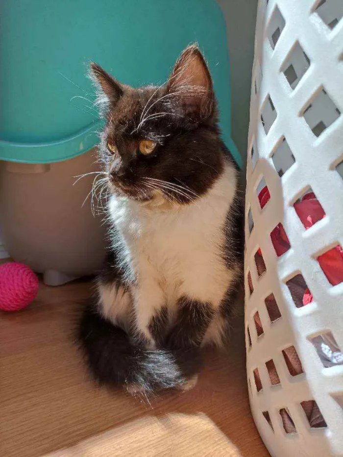 Gato ra a Srd idade 2 a 6 meses nome Frajola