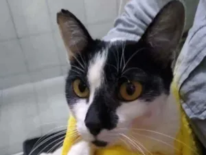 Gato raça S.R.D. idade  nome Lilica
