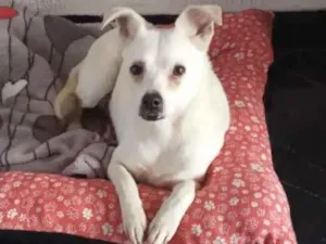 Cachorro raça SRD  idade 1 ano nome Sem nome