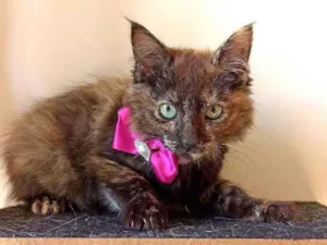 Gato raça Srd idade 2 a 6 meses nome Escaminha