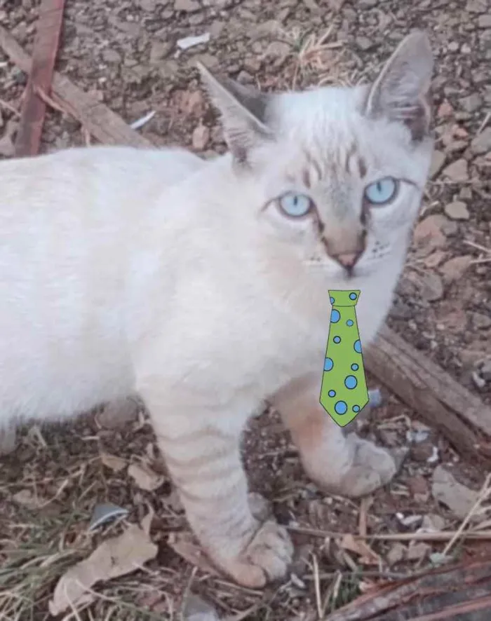 Gato ra a Mestiço  idade 2 a 6 meses nome Tom 