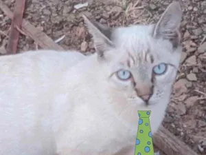 Gato raça Mestiço  idade 2 a 6 meses nome Tom 