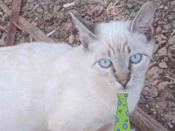 Gato ra a Mestiço  idade 2 a 6 meses nome Tom 