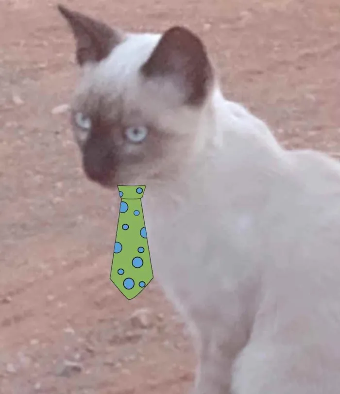 Gato ra a Siames  idade 2 a 6 meses nome Theo 