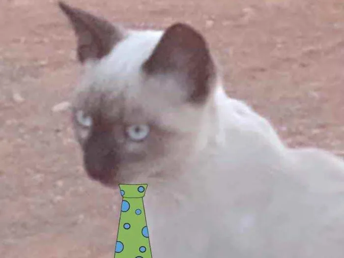 Gato ra a Siames  idade 2 a 6 meses nome Theo 