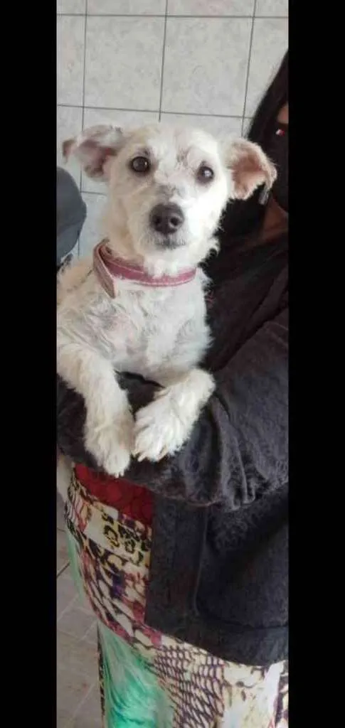 Cachorro ra a Srd idade 7 a 11 meses nome Nina contato whats