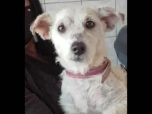 Cachorro raça Srd idade 7 a 11 meses nome Nina contato whats