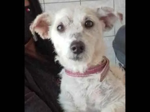 Cachorro ra a Srd idade 7 a 11 meses nome Nina contato whats