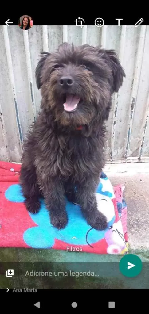 Cachorro ra a Poodle com lhasa idade 1 ano nome Nick contato Whats