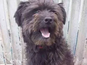 Cachorro raça Poodle com lhasa idade 1 ano nome Nick contato Whats