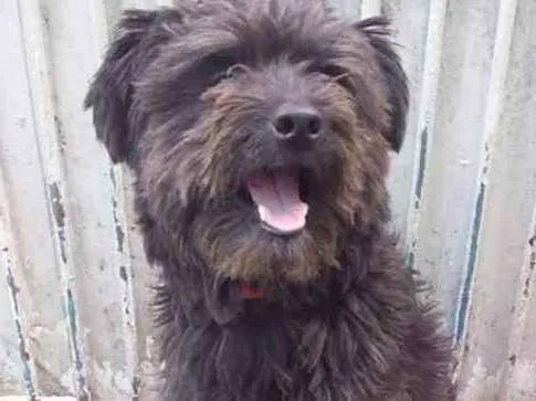 Cachorro ra a Poodle com lhasa idade 1 ano nome Nick contato Whats