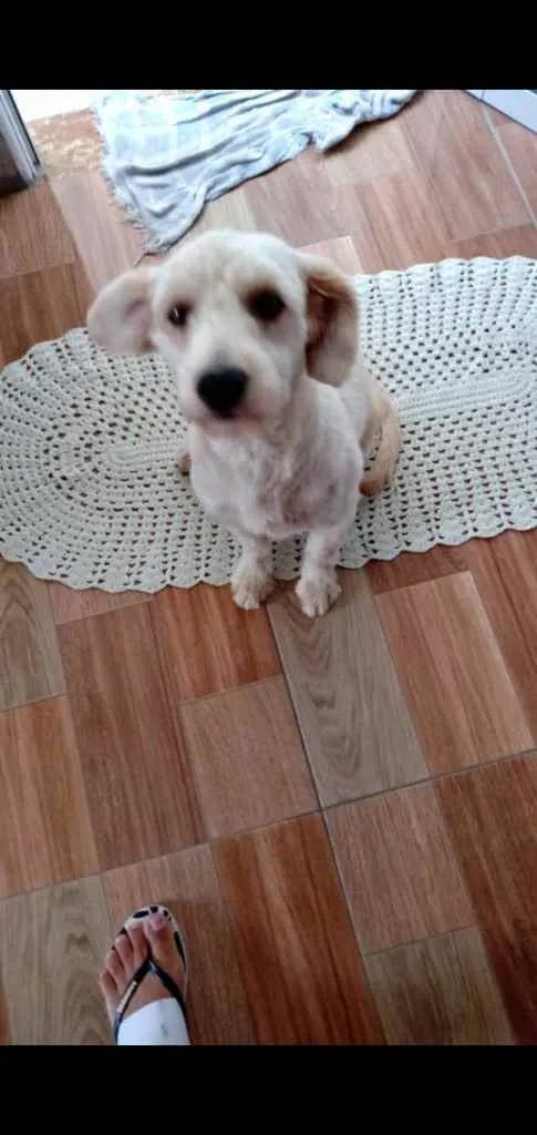 Cachorro ra a Poodle idade 1 ano nome Cindy contato whats