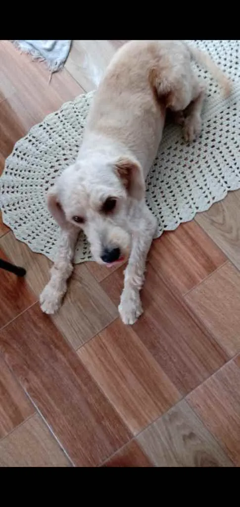 Cachorro ra a Poodle idade 1 ano nome Cindy contato whats