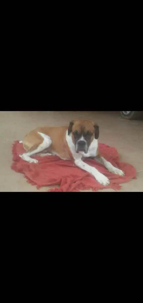 Cachorro ra a Boxer idade 2 anos nome Thor contato whats