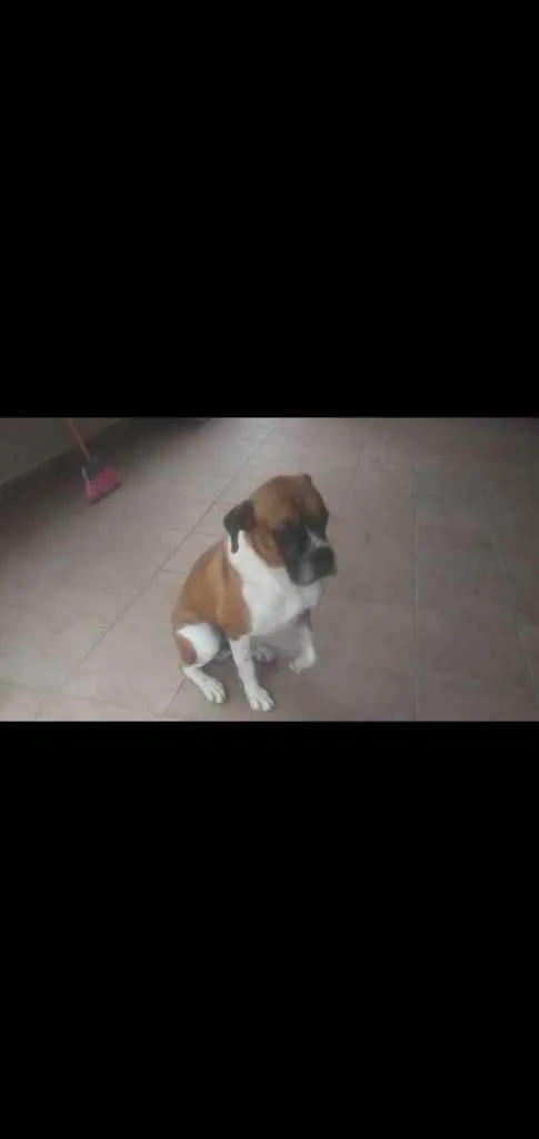 Cachorro ra a Boxer idade 2 anos nome Thor contato whats